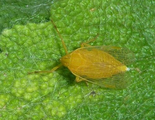 Dictyophara europaea